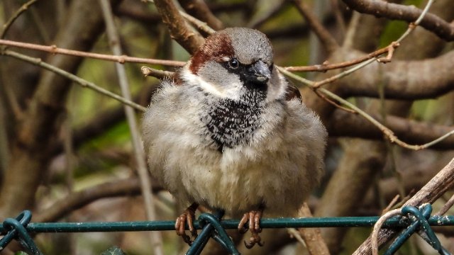 „Stunde der Gartenvögel“: Spatz auf Platz 1