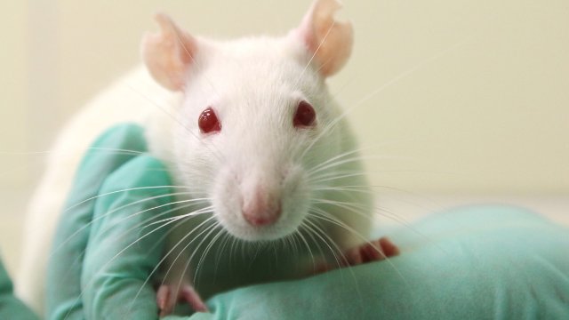 Transparenz bei Tierversuchen