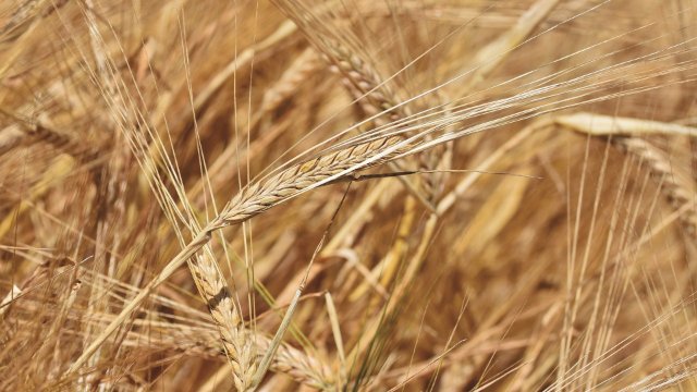 Fusarienmonitoring gestartet