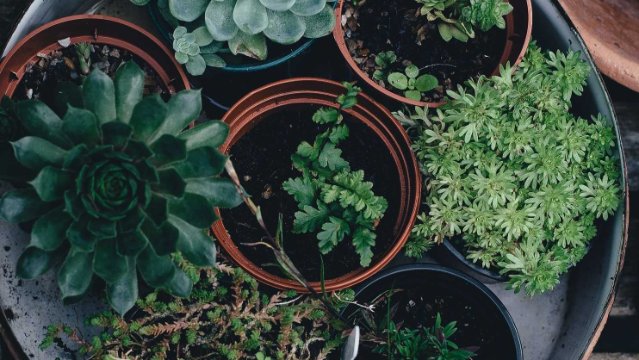 Pflanzentauschbörse auf dem Holzmarkt