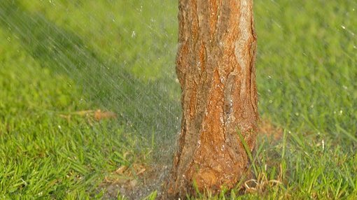 Start für Gieß-Aktion in Lobeda