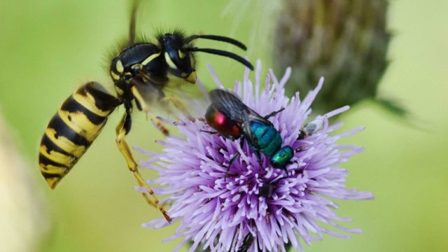 Insektenzählung vom 6. bis 15. August
