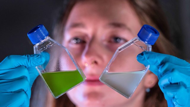 Bakteriengift macht Algen blind