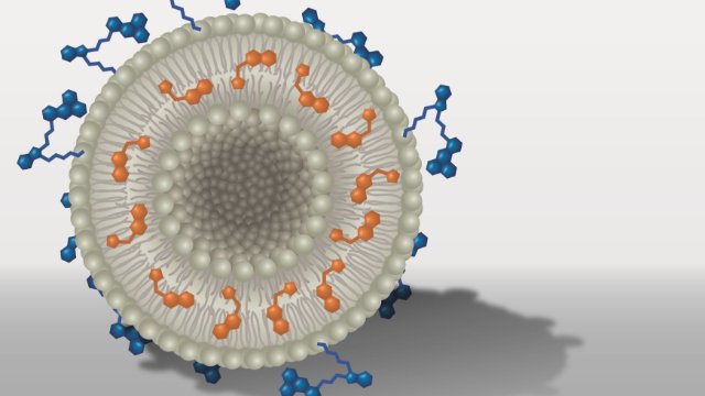 Nanocontainer bringen Wirkstoffe direkt ans Ziel