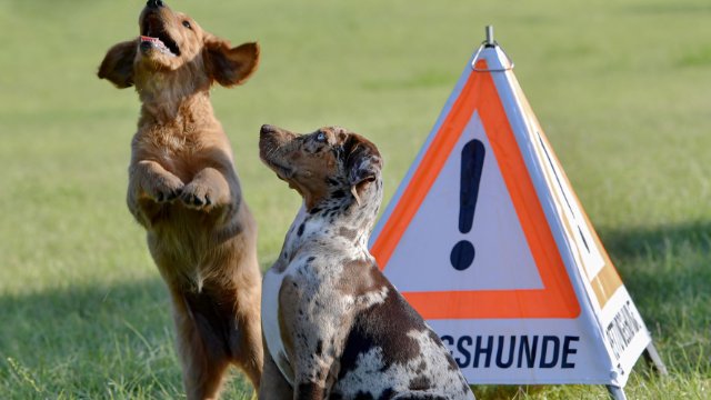 Welpen verstärken Johanniter-Rettungshundestaffel