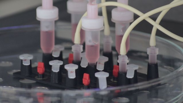 Neue Testsysteme für die Impfstoffentwicklung