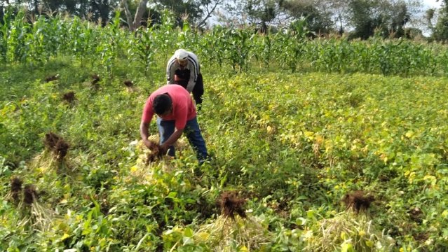 Nicaragua-Hilfsprojekt trägt erste Früchte