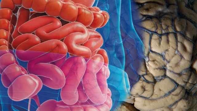 Studie: Wechselspiel von Darmflora und Gehirn 