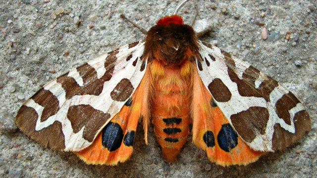 Fünfter Kinder- & Jugend-Umweltpreis ausgelobt