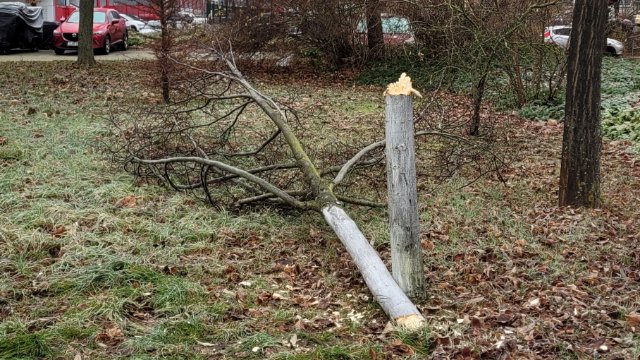 Vandalismus in Lobeda-West: Zeugen gesucht