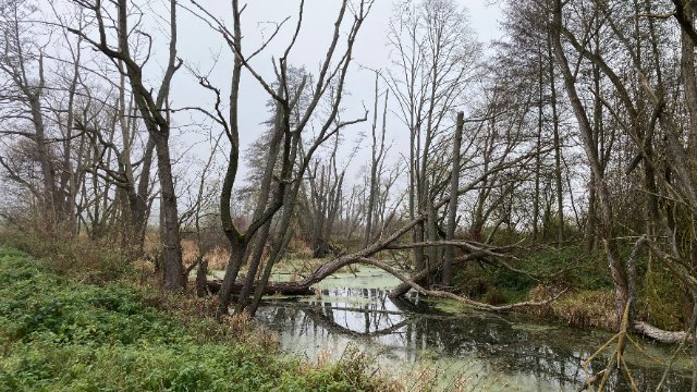 NABU-Projekt: Raum für artenreiche Auen 