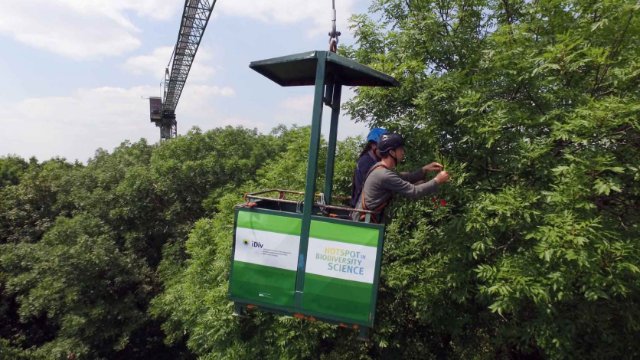 Bäume rufen Vögel und räuberische Insekten um Hilfe