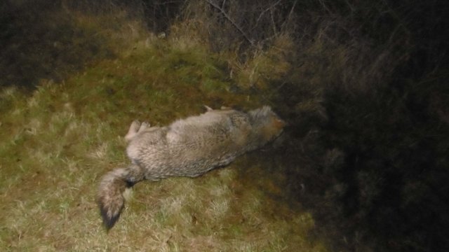 Wolf bei Wildunfall auf der A4 überfahren?