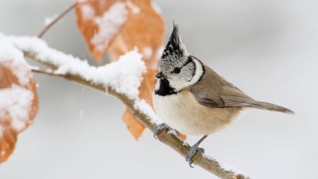 NABU-Aktion „Stunde der Wintervögel“