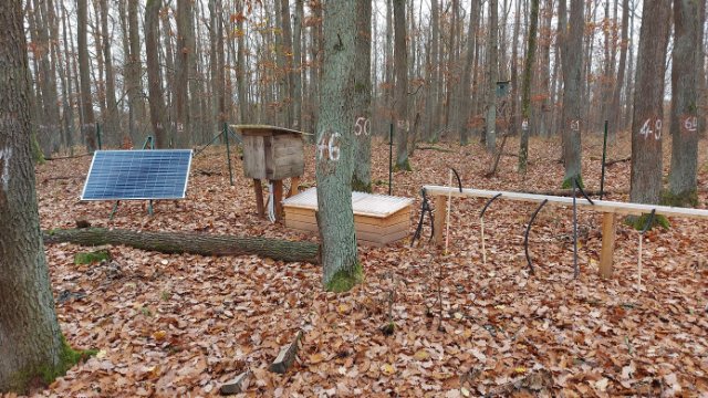 Wissensgewinn durch Waldmonitoring