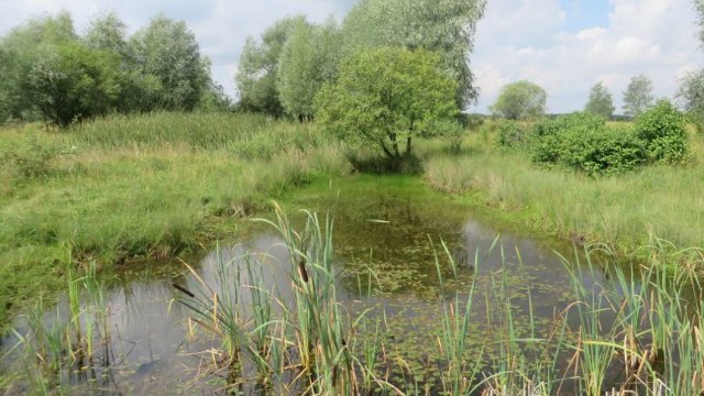 Windknollen: NABU startet Rinder-Beweidungsprojekt 