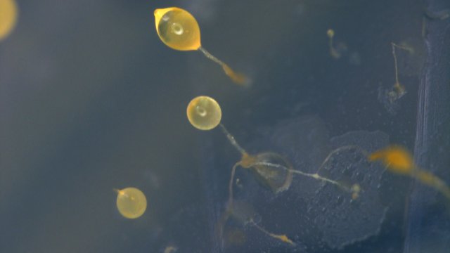 Neues Verfahren zur Herstellung von Wirkstoffen 