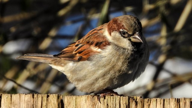 „Stunde der Wintervögel“: Haussperling bleibt vorn
