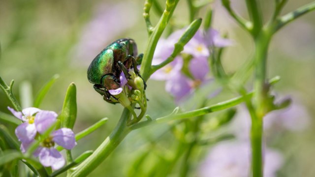 Neue Studie zu Insektengruppen 