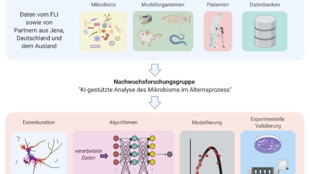 Förderung für KI-gestützte Alternsforschung