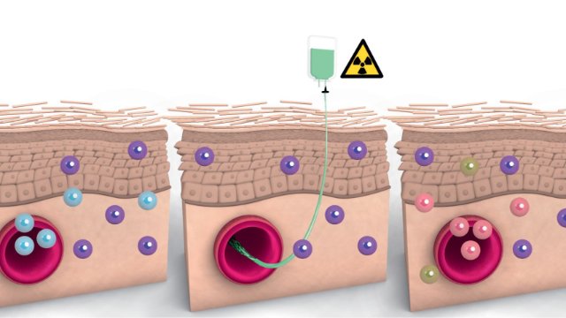 Studie zu menschlichen Immunzellen