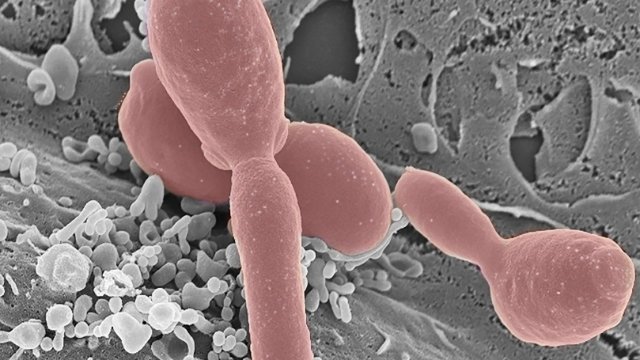 Wie ein Pilz unser Immunsystem kapert