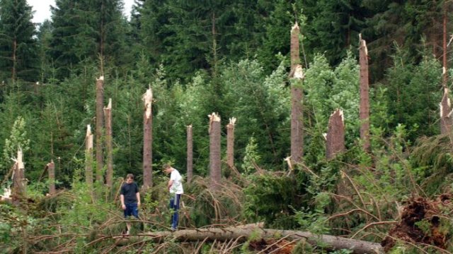 Erste Schätzung zu den Sturmholzschäden in Thüringen