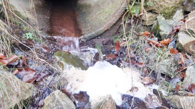 51+ Schaumbildung Auf Dem Teich, Ein schöner teich im eigenen garten