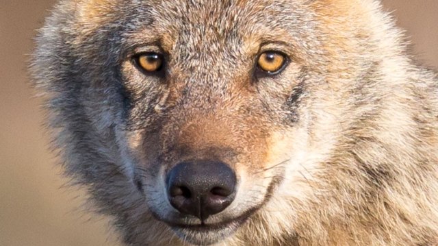 NABU: Populismus beim Thema Wolf vermeiden