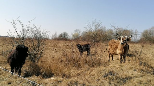 Neue Bewohner auf dem Windknollen