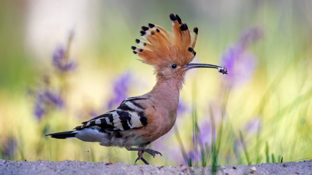 NABU: Der Wiedehopf kehrt zurück