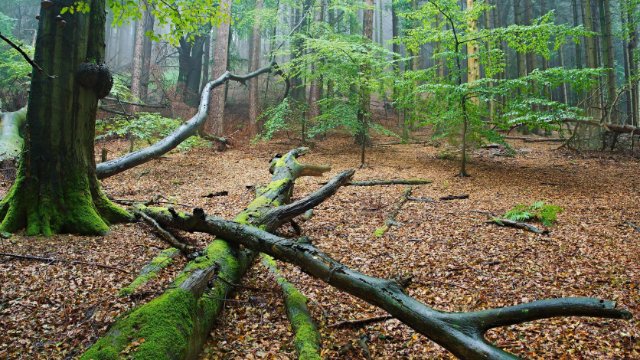 NABU-Wünsche zum Internationalen Tag des Waldes