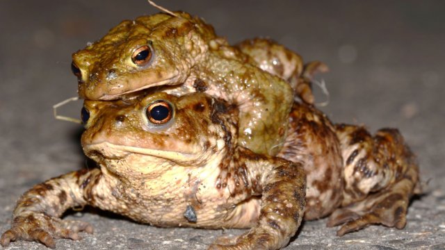 Achtung Autofahrer: Kröten unterwegs
