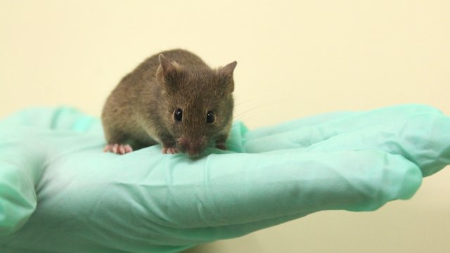 Verantwortungsvoll und transparent: Tierversuche am UKJ