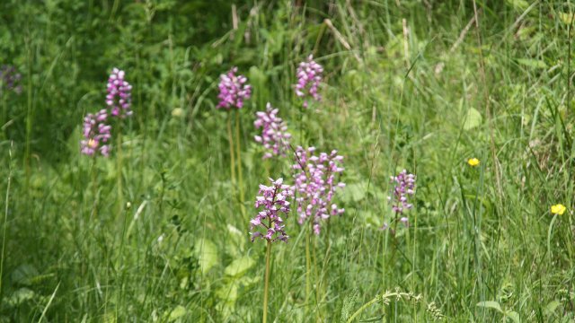 Orchideen-Führungen im Leutratal