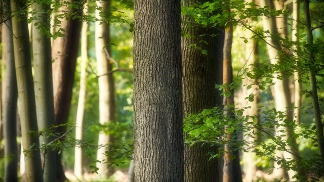 SDW Thüringen pflanzt drei Bäume zum Tag des Baumes