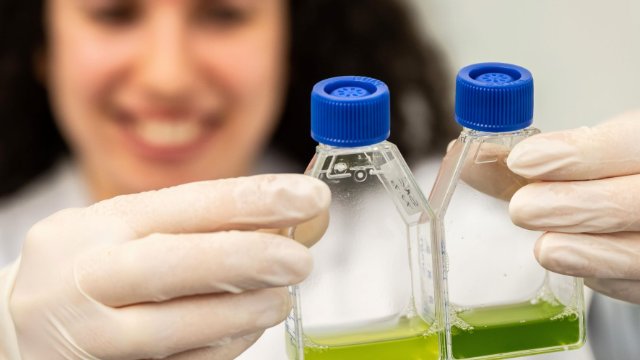 Forschungsteam der Universität untersucht molekularen Taktgeber für Uhr der „grünen Lebenslinie“