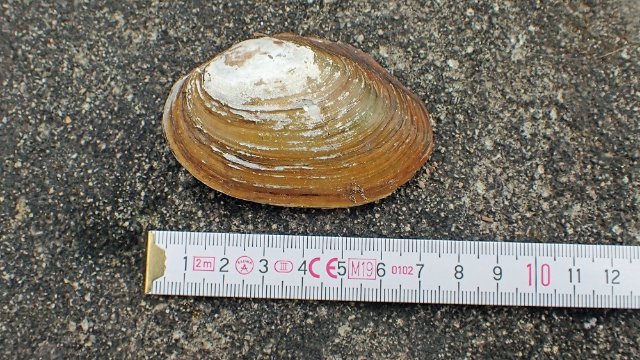 Muschelfund beim SaalePUTZ