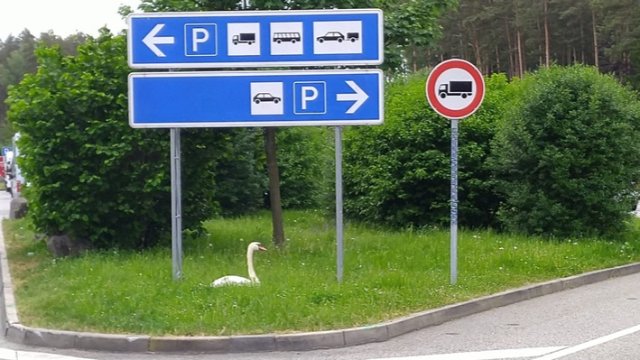 Renitenten Schwan verjagt