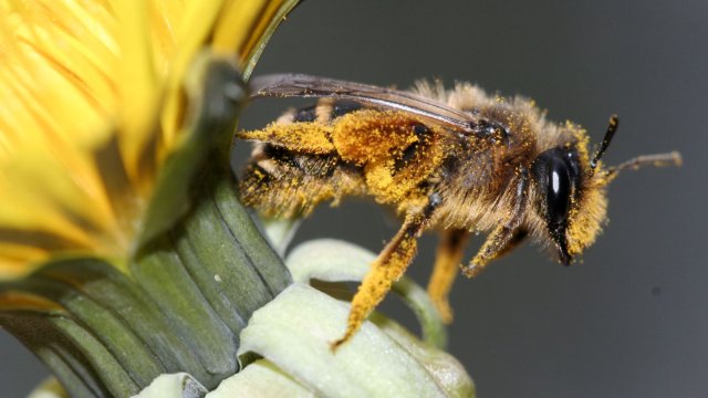 Weltbienentag: Wildbienen kann jeder schützen