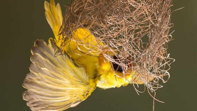 Ausstellung zu tierischen Baukünstlern 
