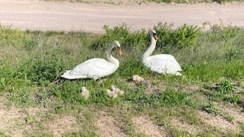 Schwanenfamilie gerettet