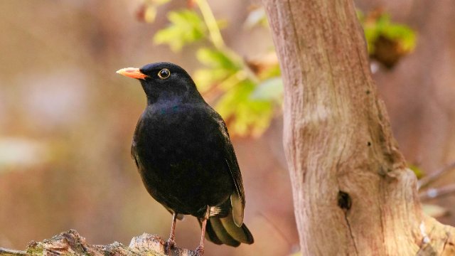 NABU lädt zur „Stunde der Gartenvögel“ ein