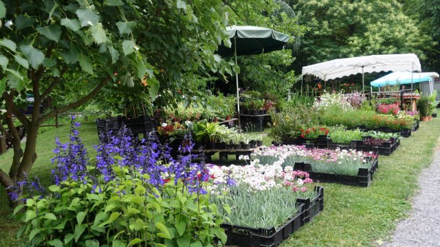 Pflanzen-Raritätenbörse im Botanischen Garten