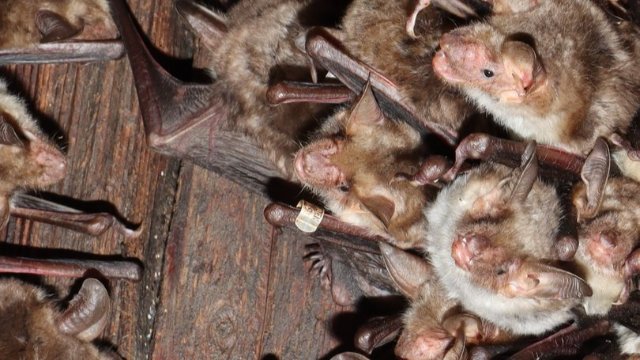 Kleine Fledermaus-Sensation in der Kunitzer Kirche