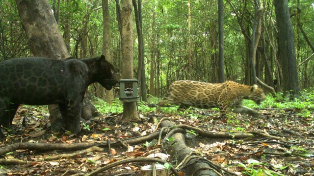 Fotos von Amazonas-Tieren liefern Daten zur Artenvielfalt