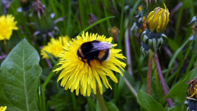 Insektensommer startet heute 
