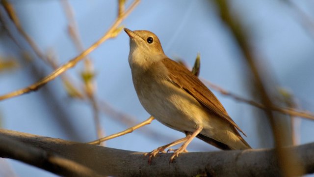 „Stunde der Gartenvögel“: Wieder mehr Nachtigallen