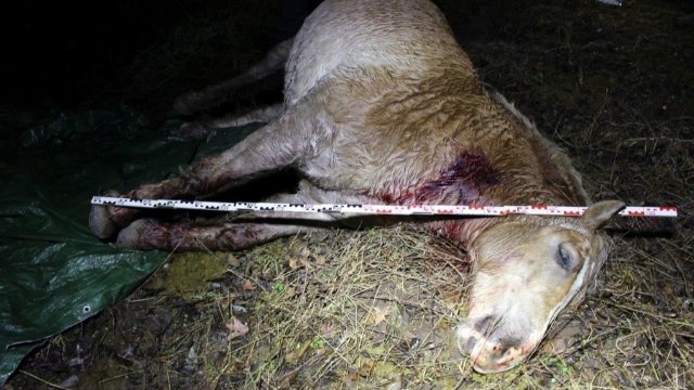 Mutmaßlichen Pferderipper festgenommen