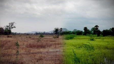 Pflanzen und Ökosysteme benötigen wegen des Klimawandels mehr Wasser